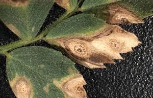 uploads/images/disease/aletria leaf blight.jpg
